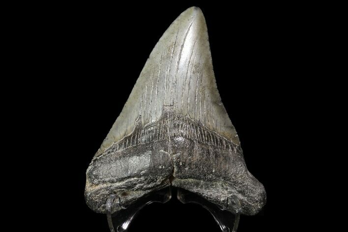 Fossil Megalodon Tooth - Georgia #76464